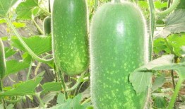 今日吃瓜全集完整版 今日吃瓜网每日更新,网罗全网最新热点，每日更新，尽在掌握！